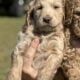 CKC Golden Doodle