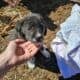 Great Pyrenees mix puppies