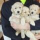 Miniature Goldendoodles