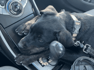 Rehoming