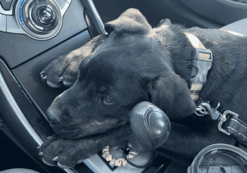 Rehoming