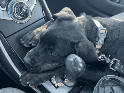 Rehoming