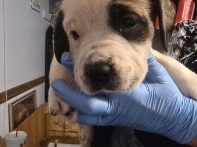 St bernard/bullmastiff