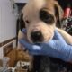 St bernard/bullmastiff