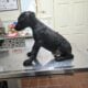 Shadow stunning black melanistic (solid black)