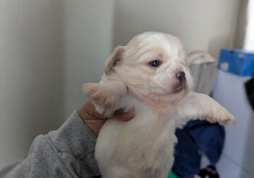 Shihtzu puppies