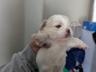 Shihtzu puppies