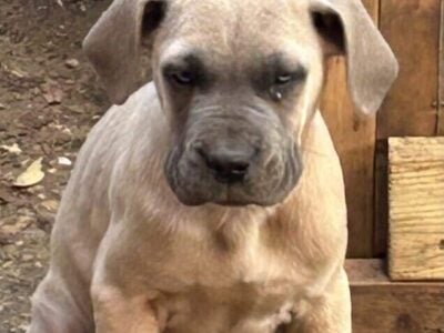 Cane Corso – Male – 3mos