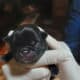New born puppies