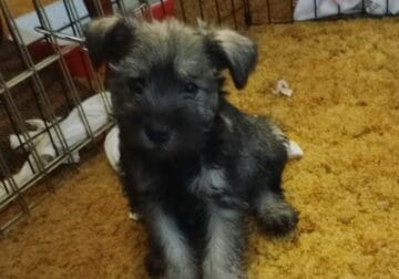 Mini Schnauzer Puppies