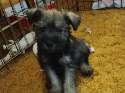 Mini Schnauzer Puppies
