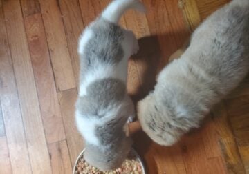 Akita puppies