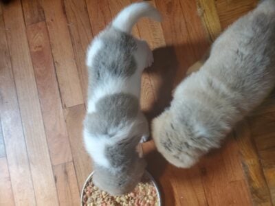 Akita puppies