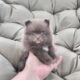 Pomeranians puppys