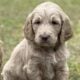 CKC Golden Doodle