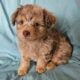 Miniature Aussiedoodles