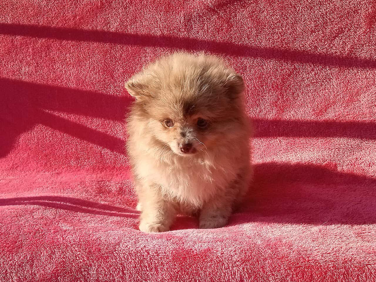 Rare Exotic Chocolate Merle Pomeranian Puppy Male | PetClassifieds.com