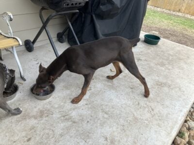 Doberman female