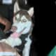 Rusty the siberian husky for rehoming
