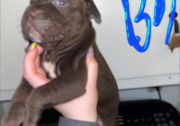 6 week old lovable pit pups