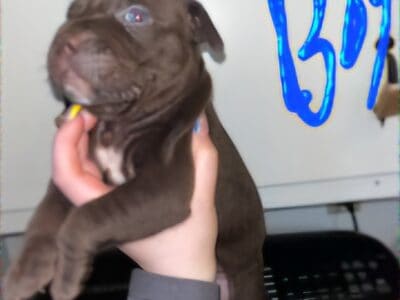6 week old lovable pit pups