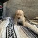 Akc Golden Retriever puppies