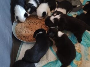 Border-Aussie