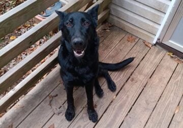 i have a female german shepherd at 1 year old