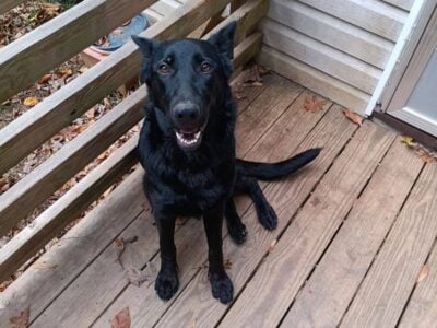 i have a female german shepherd at 1 year old