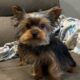 CKC Teacup Yorkie puppies