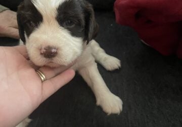 Pupps