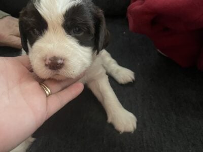 Pupps