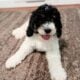 Male Bernedoodle Puppy