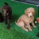 AKC Moyen Standard Poodles