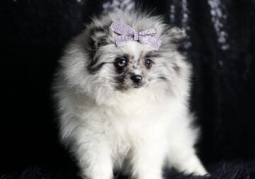 Cleo AKC Pomeranian