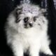 Cleo AKC Pomeranian