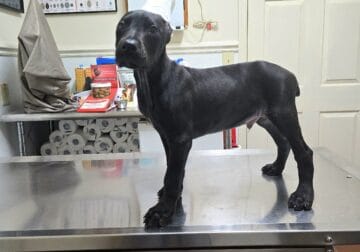 Shadow stunning black melanistic (solid black)