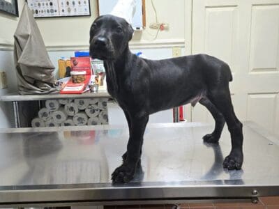 Shadow stunning black melanistic (solid black)