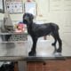 Shadow stunning black melanistic (solid black)