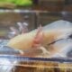 Axolotls
