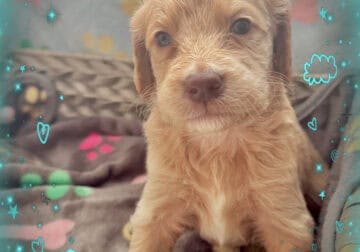 Goldendoodle