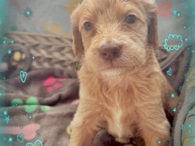 Goldendoodle