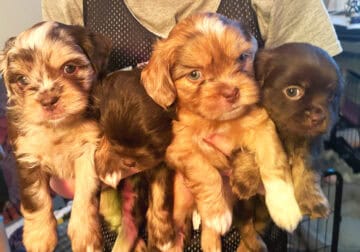 AussieTzuPoo Puppies for Sale