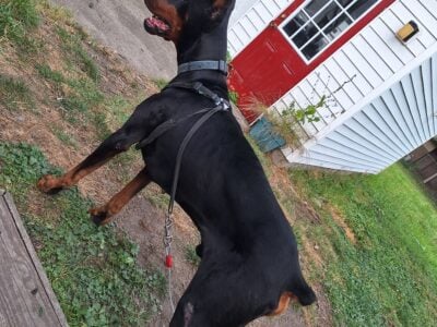 AKC Doberman Pinscher