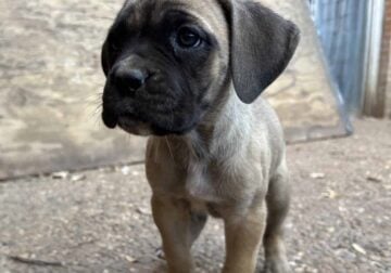 Cane Corso – Female – Fawn