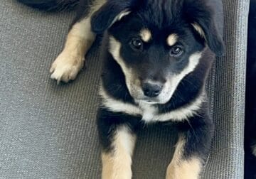 Border collie ready to rehome