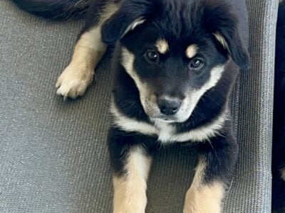Border collie ready to rehome