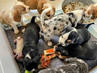 Bulldog mix puppies