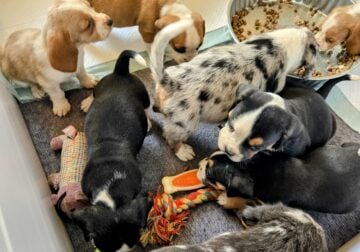 Bulldog mix puppies