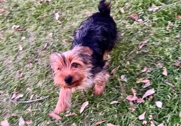 Charlie and B.J. CKC Yorkie Puppies